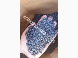 Зображення для оголошення Семена подсолнечника MADOC (под евролайтинг) Канадский трансгенный гибрид