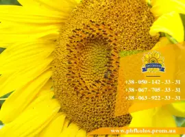 Зображення для оголошення Семена подсолнечника / Насіння соняшника Базальт