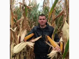 Зображення для оголошення Насіння від виробника IMI