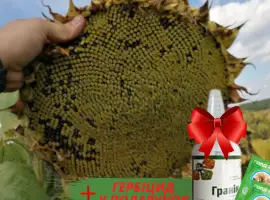 Зображення для оголошення Новинки !!! Насіння соняшника гібрид -Урбан OR7+ під гранстар