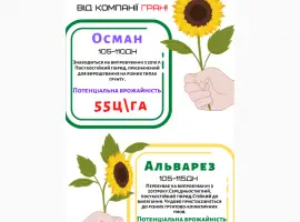 Зображення для оголошення Насіння соняшника ОСМАН і АЛЬВАРЕЗ під євро-лайтнінг