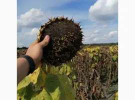 Зображення для оголошення ОСМАН (115-118дн.) - Гібрид соняшника під євролайтнінг