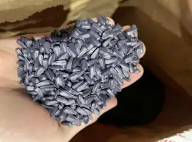 Зображення для оголошення Насіння соняшника класичної технології Флоріан гібрид
