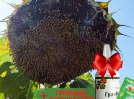 Зображення для оголошення Насіння соняшника - Форест 105-110 дн. (гранстаростійкий)