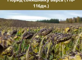 Зображення для оголошення Насіння соняшника БАРСА. (SUMO)