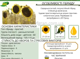 Зображення для оголошення Насіння від виробника - ІМІ гібрид соняшника - Альварез
