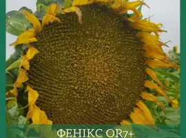 Зображення для оголошення Насіння соняшника гібрид ФЕНІКС OR7+
