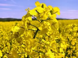 Зображення для оголошення Насіння ЯРОГО ріпака гібрид Раудіс (РС)