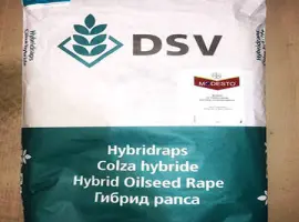 Зображення для оголошення Принц - насіння озимого ріпаку нового покоління від ДСВ