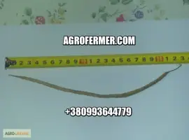 Зображення для оголошення Семена рапса ROSS