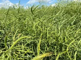 Зображення для оголошення Продам насіння сортового озимого ріпаку Чеської селекції