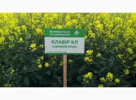 Зображення для оголошення Семена озимого рапса Клавир КЛ