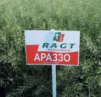 Зображення для оголошення Насіння озимого ріпаку Араззо "RAGT"