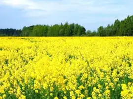 Зображення для оголошення Насіння ріпаку озимого ДК Сіквел "Декалб (Dekalb)"