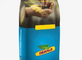 Зображення для оголошення Насіння ріпаку озимого ДК Сенсей "Декалб (Dekalb)"