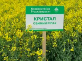 Зображення для оголошення Насіння озимого ріпаку Кристал