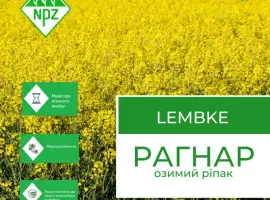 Зображення для оголошення Насіння озимий ріпак Рагнар