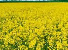 Зображення для оголошення Насіння ріпаку озимого ДК Сеакс "Декалб (Dekalb)"