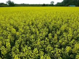 Зображення для оголошення Насіння ріпаку озимого ДК Імпортер "Декалб (Dekalb)"