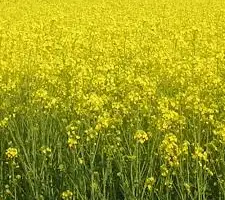 Зображення для оголошення Насіння озимого ріпаку PT271 (ПТ271) BREVANT