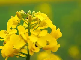 Зображення для оголошення Семена рапса озимого гибрид Халк