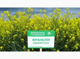Зображення для оголошення Насіння озимого ріпаку Франклін NPZ-Lembke ( Лембке)