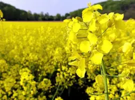 Зображення для оголошення Насіння озимого ріпаку ДК Ексепшн - Monsanto/Dekalb