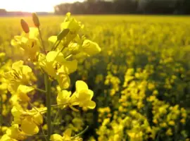 Зображення для оголошення Насіння озимого ріпаку ЄС Сюріель
