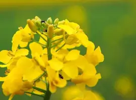 Зображення для оголошення Насіння озимого ріпаку Талел КЛ (Clearfield )