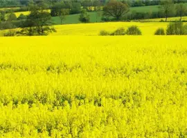 Зображення для оголошення Насіння озимого ріпаку ЄС Капелло