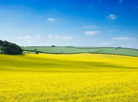 Зображення для оголошення Насіння озимого ріпаку ПР46В21 (PR46W21)