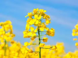 Зображення для оголошення Насіння ріпаку ярого гібрид Гектор (раундап)
