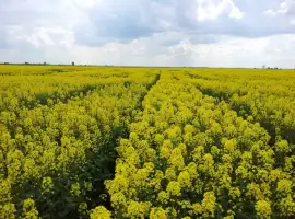 Зображення для оголошення Насіння ріпаку озимого гібрид ТОМ