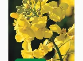 Зображення для оголошення Ярий ріпак Аксель