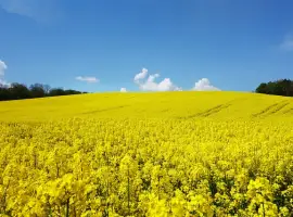 Зображення для оголошення Купую Ріпак