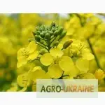 Зображення для оголошення Продам посівний ріпак озимий