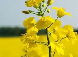 Зображення для оголошення Куплю рапс