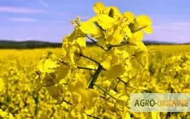 Зображення для оголошення Постійно закуповуємо ріпак по Вінницькій обл
