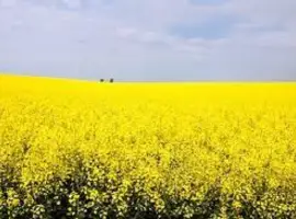 Зображення для оголошення Семена озимого рапса МОРОЗ