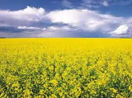 Зображення для оголошення Насіння озимого ріпаку БУЧАЦЬКИЙ