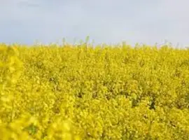 Зображення для оголошення Насіння озимого ріпака Блекстоун
