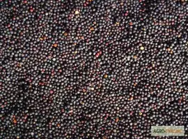 Зображення для оголошення Куплю рапс