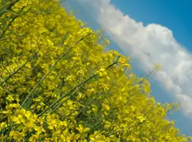 Зображення для оголошення Насіння ріпаку Канадский нанотрансгенный гибрид