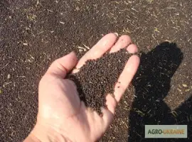 Зображення для оголошення Купуємо ріпак