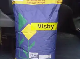 Зображення для оголошення Семена рапса Лембке Висби (Lembke Visby)