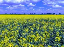 Зображення для оголошення Куплю Рапс Дорого