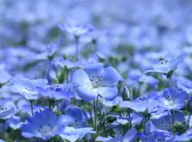 Куплю Лен