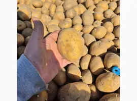 Зображення для оголошення Продам товарну картоплю