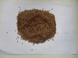 Продам посевной материал льна масличного