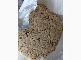 Зображення для оголошення Куплю тыквенную семечку от 100кг